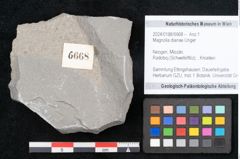 Foto (Objekt + Etikett) von Magnolia dianae Unger (NHMW-GEO-2024-0188-6668)